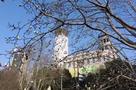 今年白玉兰没“迟到”，花期回归正常图片