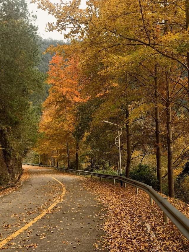 藏不住！秋天的莲都街头，绝美~