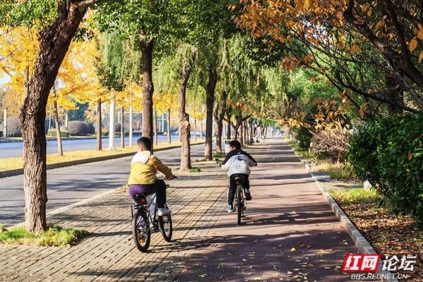 金色长廊！常德柳叶大道迎最佳观赏期