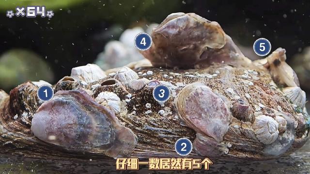现在流行去盒马鲜生赶海？