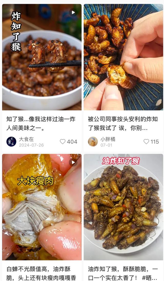 180元/斤的知了猴，快被山东人薅没了