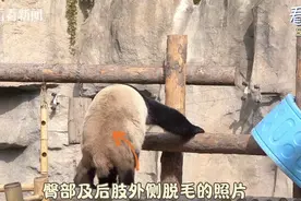 上海野生动物园大熊猫“脱毛”了？园方最新回应→图片