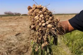 油莎豆登上国人餐桌，省重大科技专项支持培育出新食品原料图片