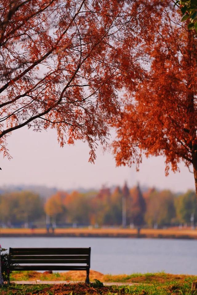 松滋冬日限定“红”，就在稻谷溪