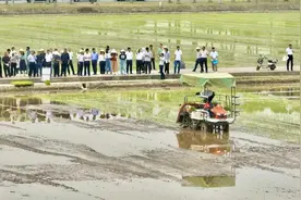 机械化“显身手”，智能化“唱主角”！常州水稻育秧栽插“黑科技”吸引全国农业专家图片