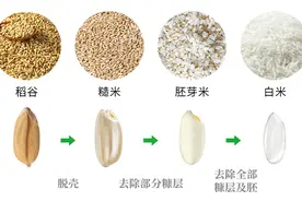 糙米你真的吃对了吗？南财教授为你科普这些烹饪方式图片