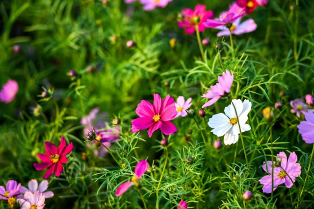 周末去打卡！南宁四大花海上线，20℃暖冬赏花攻略一键收藏！