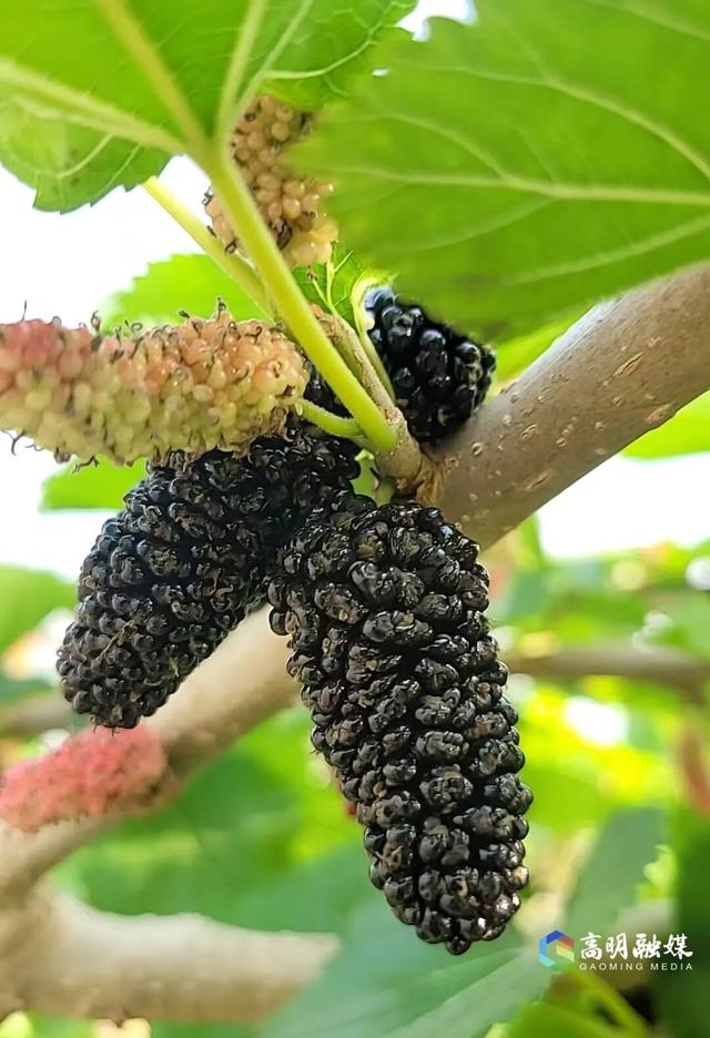 出发！高明遛娃采摘攻略来啦，甜度爆表（附定位）