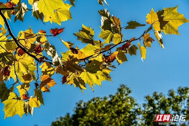 梧桐染晨光，一条路藏尽长沙的温柔
