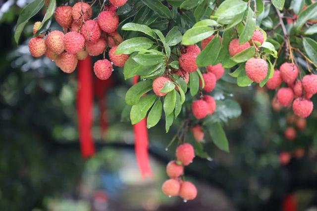 跟着《珠江》游增城！纪录片里的这些地方，一定要打卡