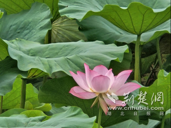 郧西关防乡荷风送韵入沙沟