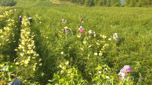 贵州以花为媒 绽放“美丽经济”