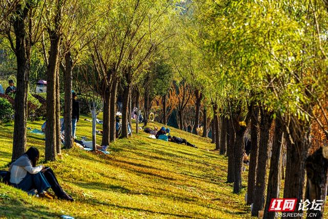 藏在长沙的冬日惊喜：乐喜湖的草木，还在演绎秋的余温