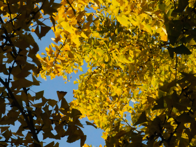 静安“银杏车站”迎来最美时刻！满眼的金色浪漫……（附全区银杏打卡点位）