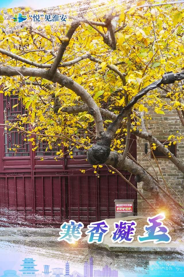 “悦”见淮安：斑斓冬韵