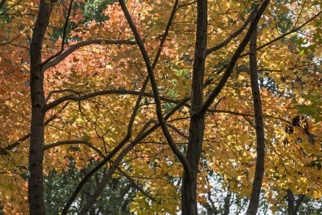 长宁的秋叶，红得醉人……