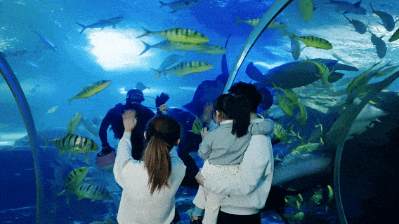 海底世界 2026 “宠粉”ing~提前1天预约即可¥99“惠享”海底世界的梦幻之旅！