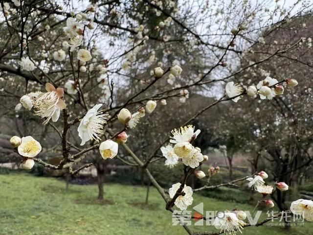 重庆今冬第一波蜡梅开了，最佳赏花期就在本月