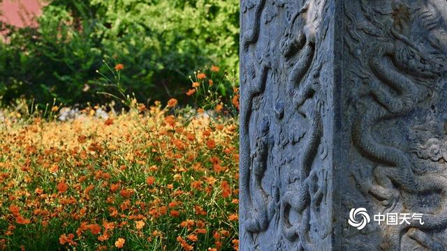 北京北海公园硫华菊盛开 汇成金色花海
