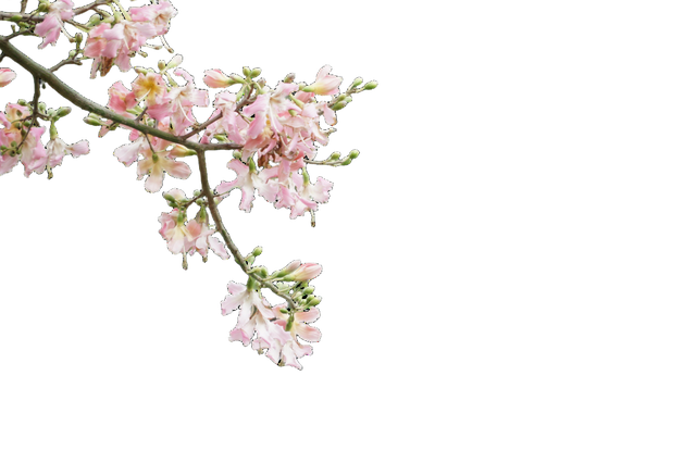 初冬的风里竟有了粉色的“味道”！就在龙潭公园里~