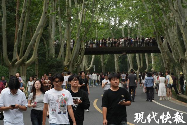 南京梧桐大道“无车”首日实探：接驳站点“车等人”，公交进景区最实惠便捷