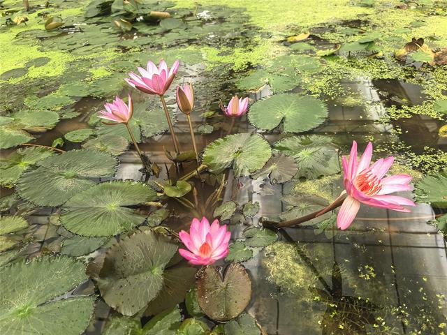 铜梁：冬日限定“荷”色！