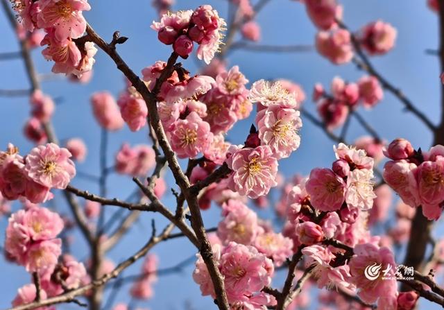 踏青赏春正当时 泰山梅园春意正浓