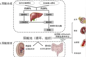 尿酸升高导致痛风，不仅是因为啤酒海鲜小烧烤图片