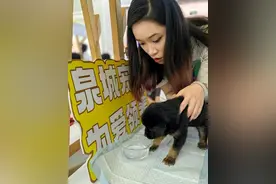 领养代替买卖，领只爱宠回家吧图片