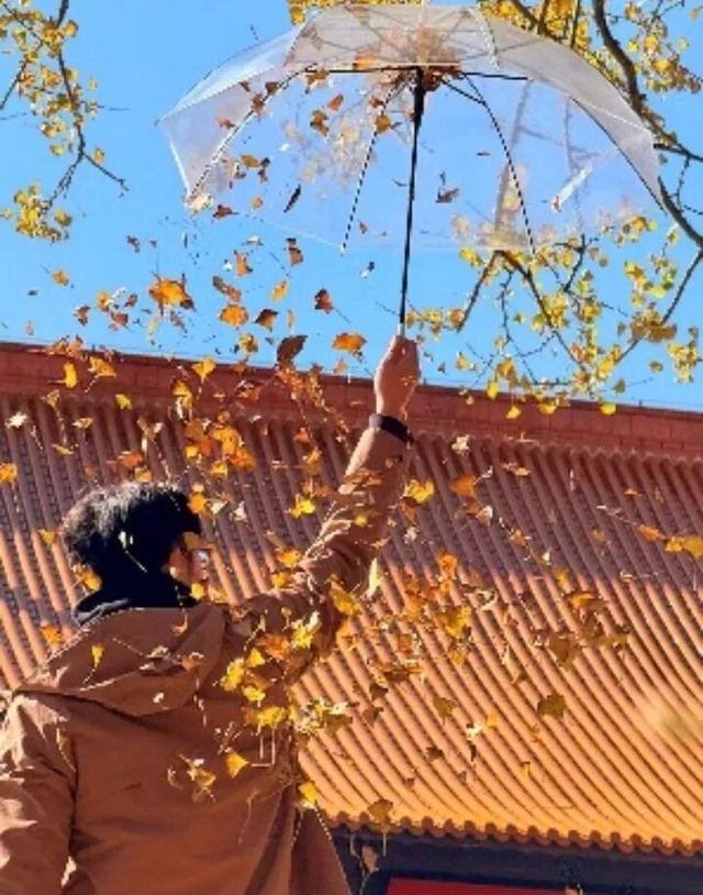 湖南绝美银杏打卡地，太出片了