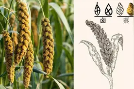 汉字历史——自然篇（粟）图片