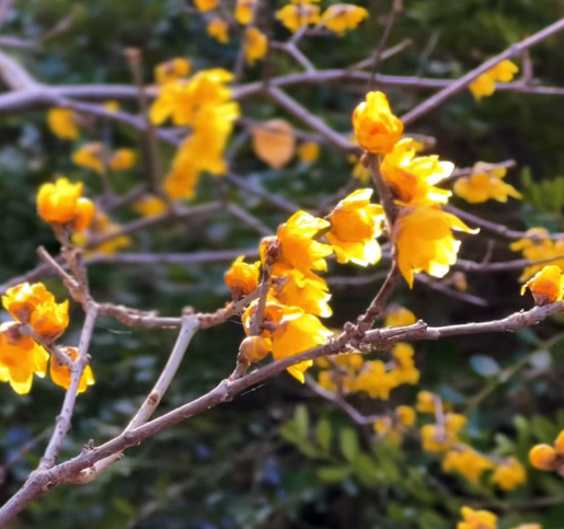 早安 | 太美了！菏泽早梅、蜡梅都开啦！