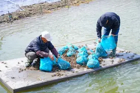 水上“春耕”正当时，迎龙村龙湖基地引入螃蟹养殖产业图片