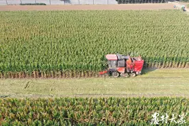 “品字形”玉米高产种植技术，既提高种植密度，又高产稳产图片