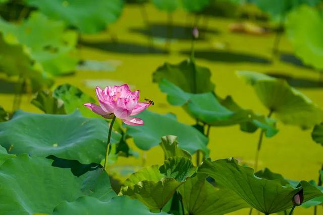 盛夏“荷”处去？三湘美景等你约……