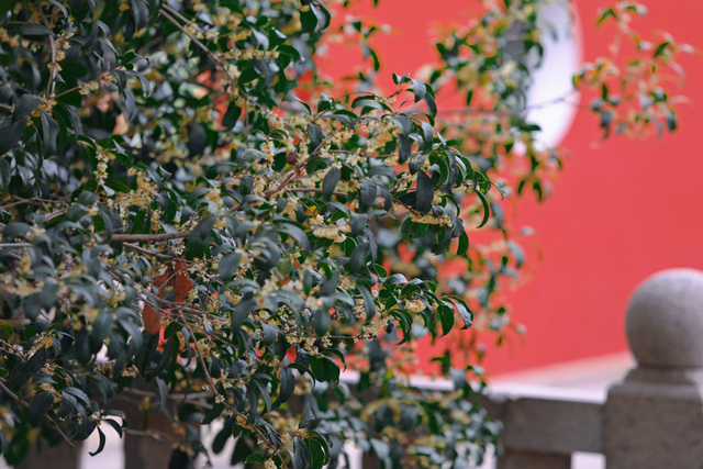 破案了！西街飘散的香味，源头竟然在开元寺