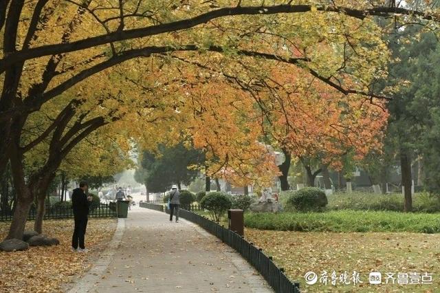 邂逅浪漫秋光，济南市多家公园景区秋色已备好