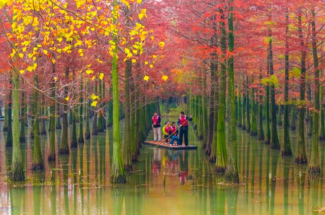 初冬水杉 色彩斑斓