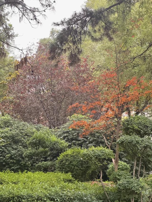 落叶缓扫点位公布！碑林这几片“落叶地毯”等你来打卡