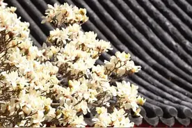 赏春正当时！北海公园春花烂漫，联名美食惊喜上线图片