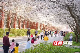 花期长达一个月！来湘江新区赴一场春日赏樱游园会图片