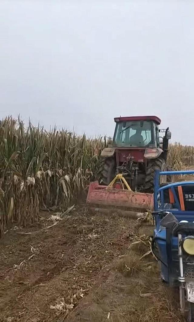 山东一农民突发脑溢血，60亩玉米无人收，同村上百村民集体出动帮收完，村支书：全村都姓王，经常互帮互助