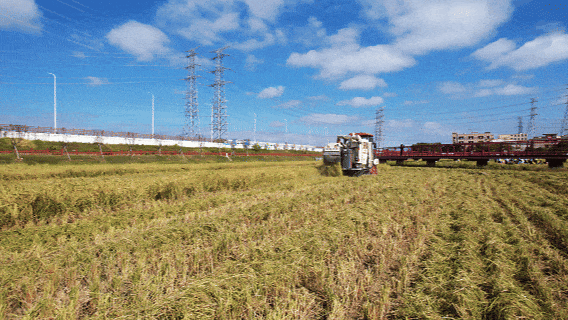 来东莞这片金色稻田，饮啡叹茶！