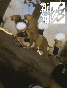 上海自然博物馆内多名儿童翻越禁区，家长还在旁鼓励？志愿者：曾有活体被摸死