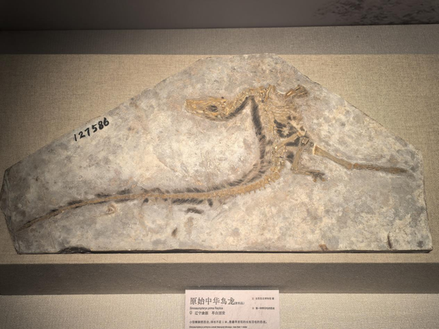天天觅“龙”踪！是龙还是鸟，谜底我揭晓