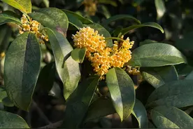 上海秋天第一缕桂花香来了，刷新植物园最晚开花纪录图片