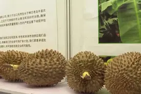 “榴莲”忘返！这个博览会上，看东盟农产品如何抢“鲜”入境图片