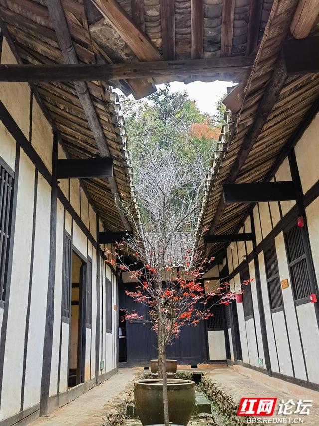 秋游时刻丨漫步周立波故居，拾起一枚秋的私语