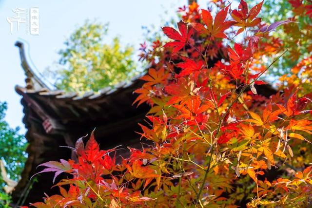 美“枫”了，快来赏！