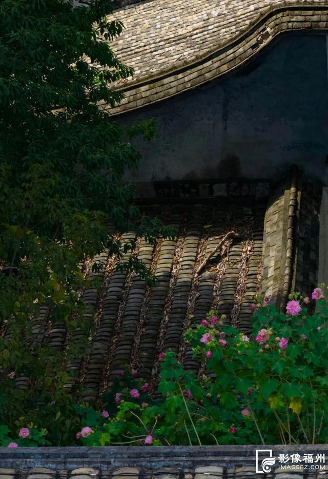 它开了！福州这份冬日浪漫藏不住啦！